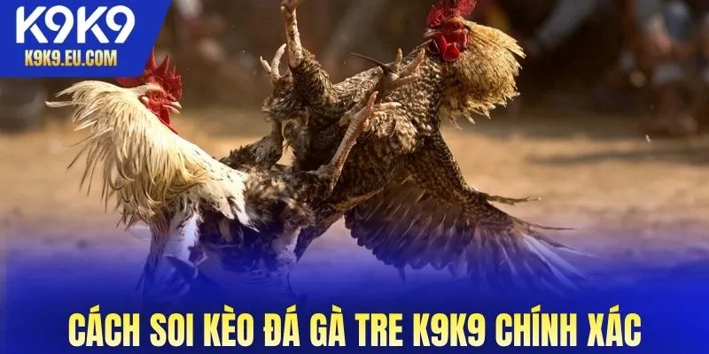 đá gà tre K9K9
