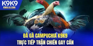 Đá gà Campuchia