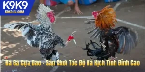 đá gà cựa dao