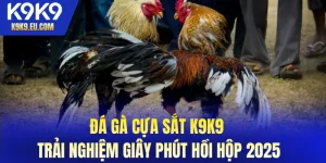 đá gà cựa sắt