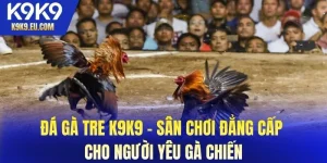 đá gà tre K9K9