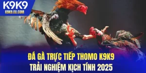 Đá gà trực tiếp Thomo