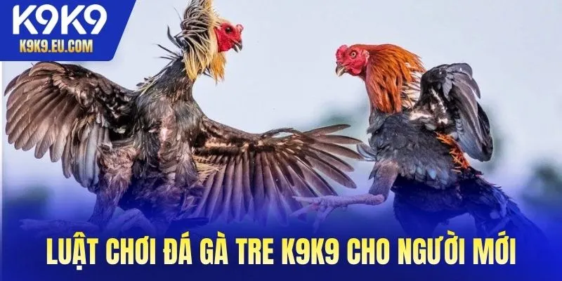 đá gà tre K9K9